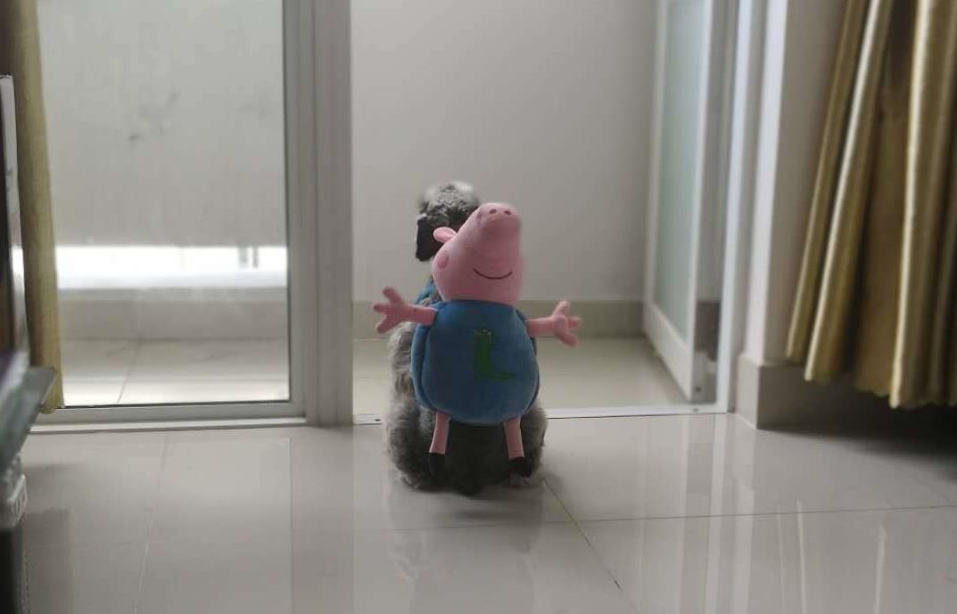 狗子被装书包,狗子被帽衫系紧表情包