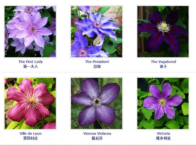 铁线莲爬藤花卉排名前十名,铁线莲哪个品种花最好看