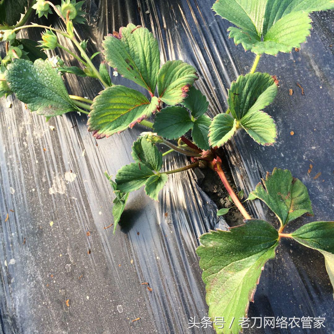 草莓炭疽病初期匍匐茎是什么样子,草莓炭疽病的药物有哪些