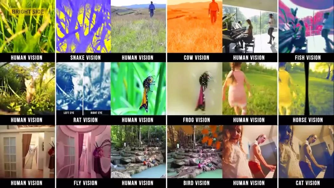 动物眼里的世界长什么样子,动物眼里的世界都是什么颜色