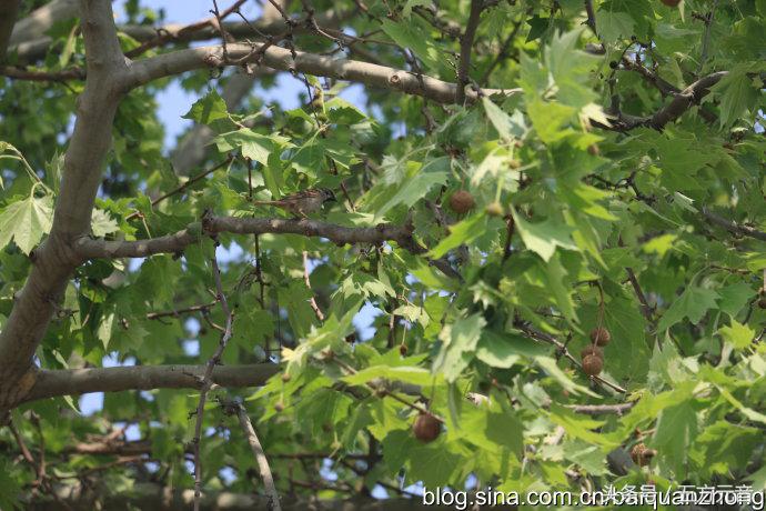 我在“浩顺2号院”的家成了“动植物园”啦