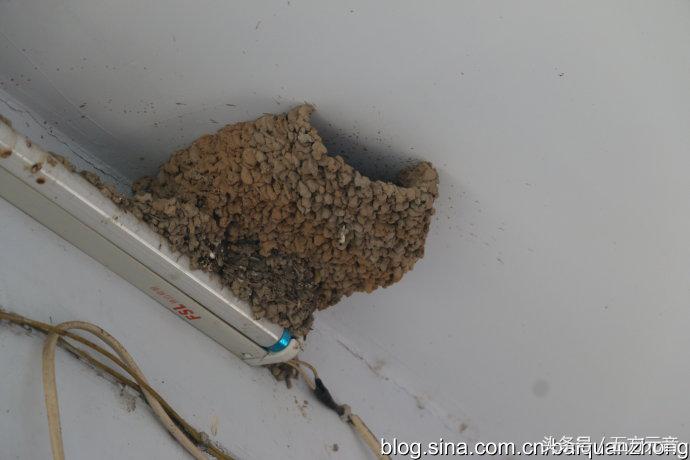 我在“浩顺2号院”的家成了“动植物园”啦