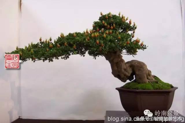 栀子花开美好如初,栀子花开花开盛夏