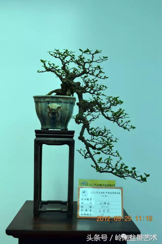 栀子花开美好如初,栀子花开花开盛夏