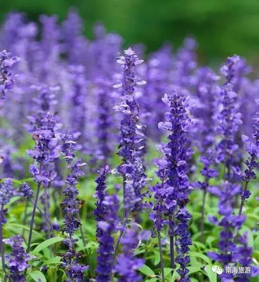 紫色薰衣草海洋,薰衣草花海摩天轮