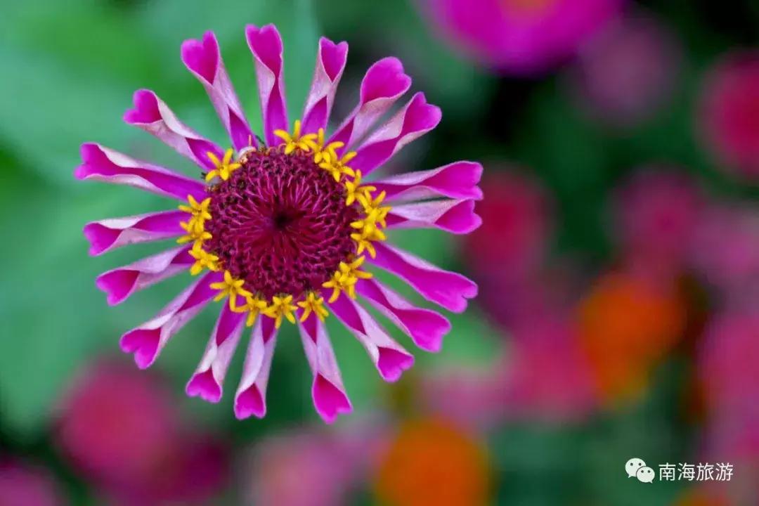 紫色薰衣草海+五彩摩天轮！南海这里充满异国风情如电影般唯美！