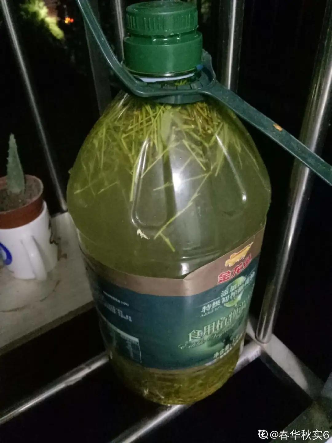 夏天养几盆水培花，清凉又干净，只用水就爆满根，叶子绿得直冒油