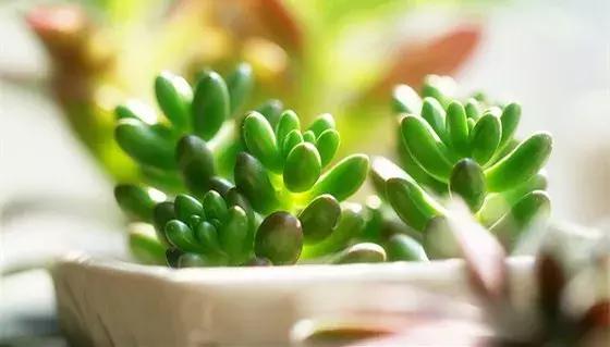 家里有孕妇千万别养这些花,孕妇适合养什么花最好