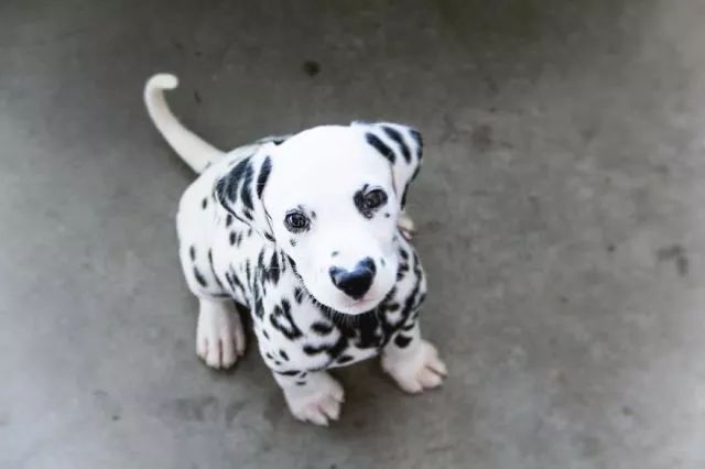 这只小斑点超可爱！呼吸都是爱你的形状