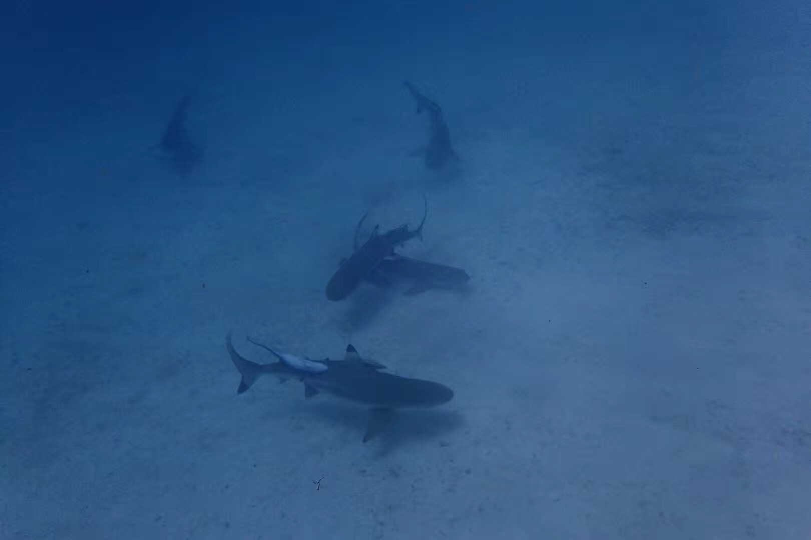 帕劳可以潜水吗,去帕劳玩是什么感觉