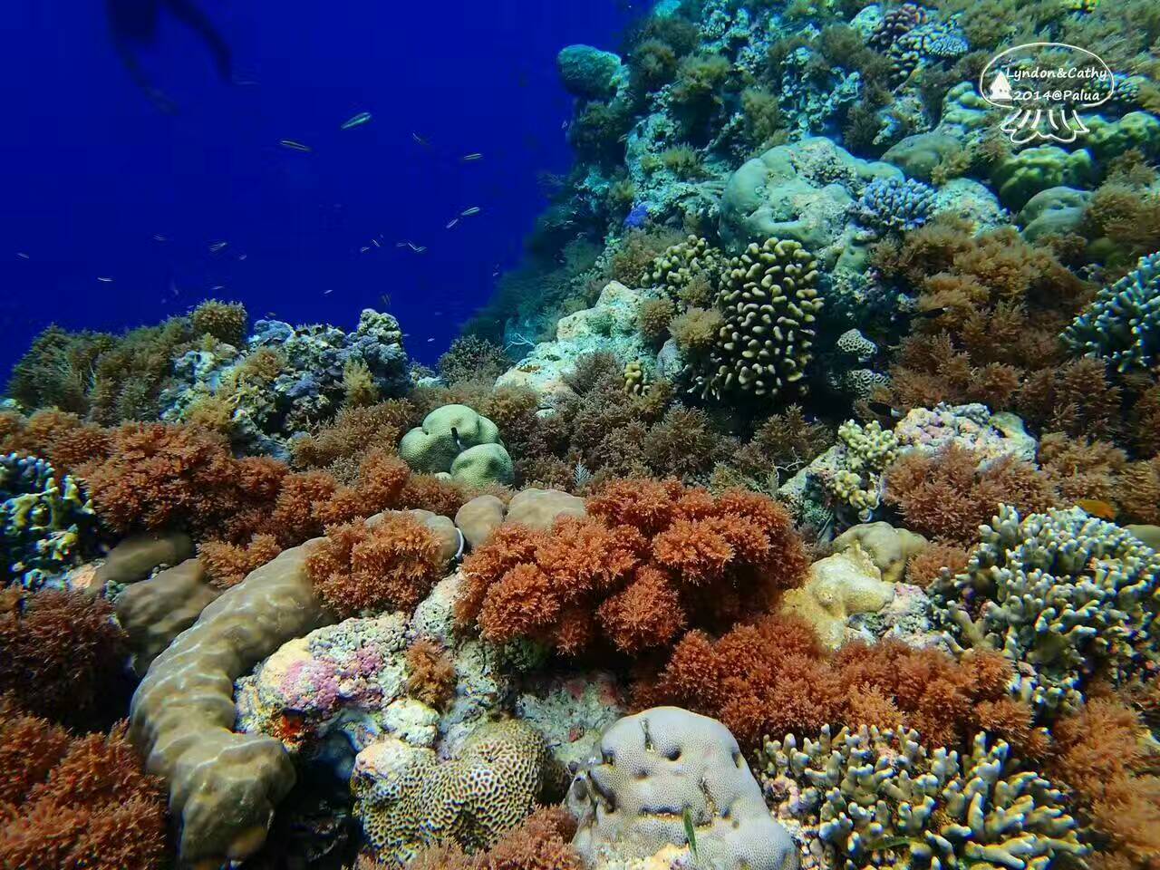 去帕劳玩是什么感觉,帕劳可以潜水吗