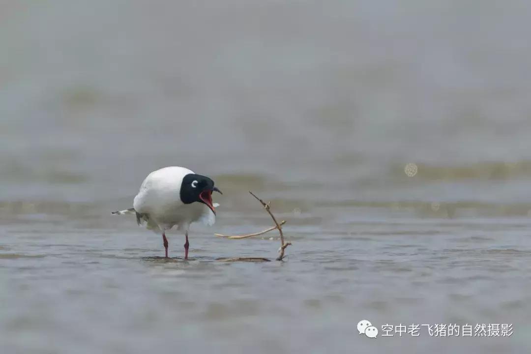 初夏时节，欣赏黑嘴鸥的浓情蜜意
