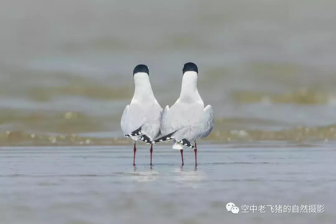 初夏时节，欣赏黑嘴鸥的浓情蜜意
