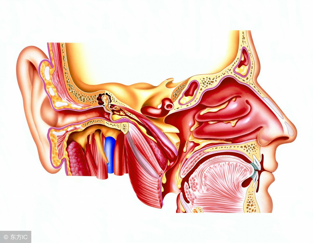 宝宝得了中耳炎怎么办？5个妙招护理中耳炎宝宝，超实用！