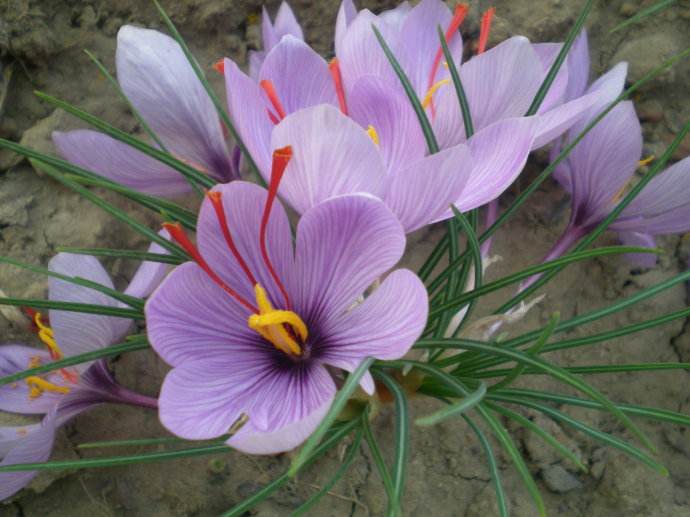 红花品种鉴别方法,怎么辨别伊朗藏红花真伪