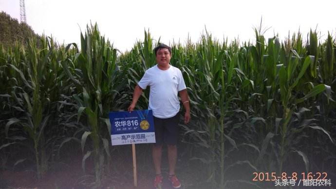 德美乐1992玉米品种审定公告,先赢311玉米品种国审审定公告