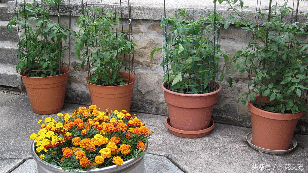 盆栽植物养护技术,如何养好盆栽植物教学计划