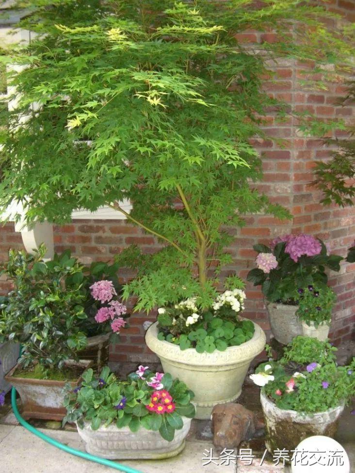 盆栽植物养护技术,如何养好盆栽植物教学计划