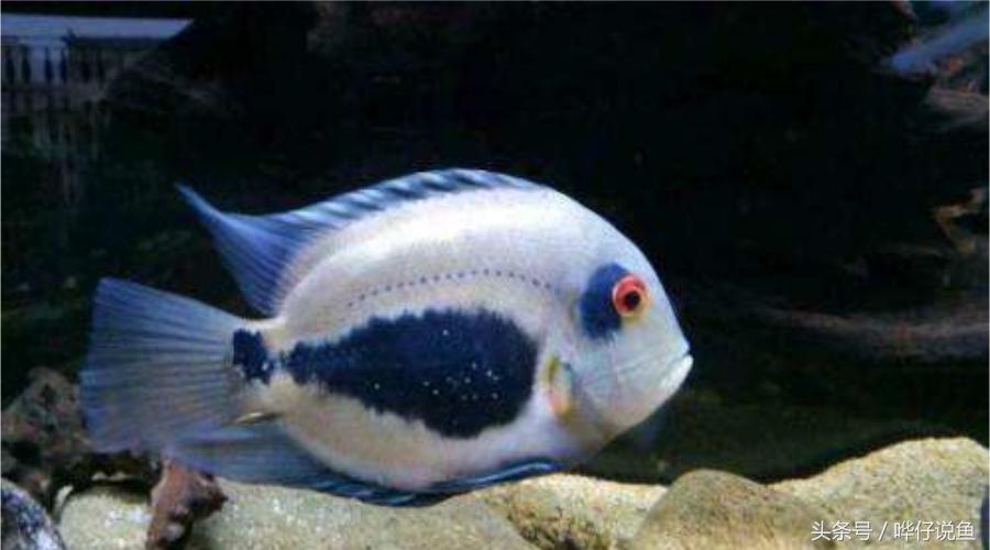奇特的南美观赏鱼,奇特异型鱼观赏鱼