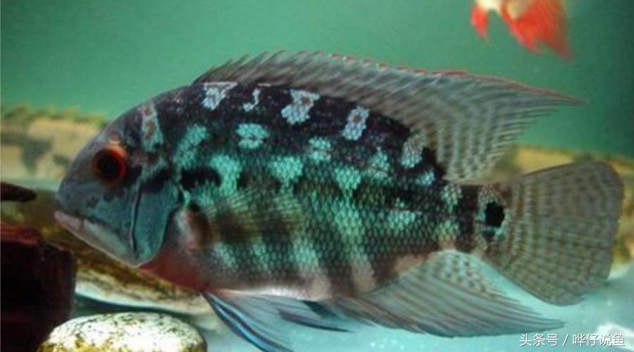 奇特的南美观赏鱼,奇特异型鱼观赏鱼