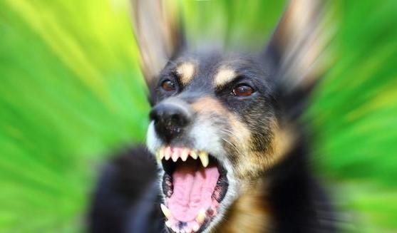 狗咬伤打了疫苗还会得狂犬病吗,狂犬病疫苗超过24小时打还有效吗