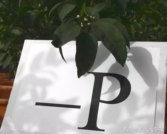 柑橘幼苗黄化怎么回事,柑橘幼树春梢突然黄化是怎么回事