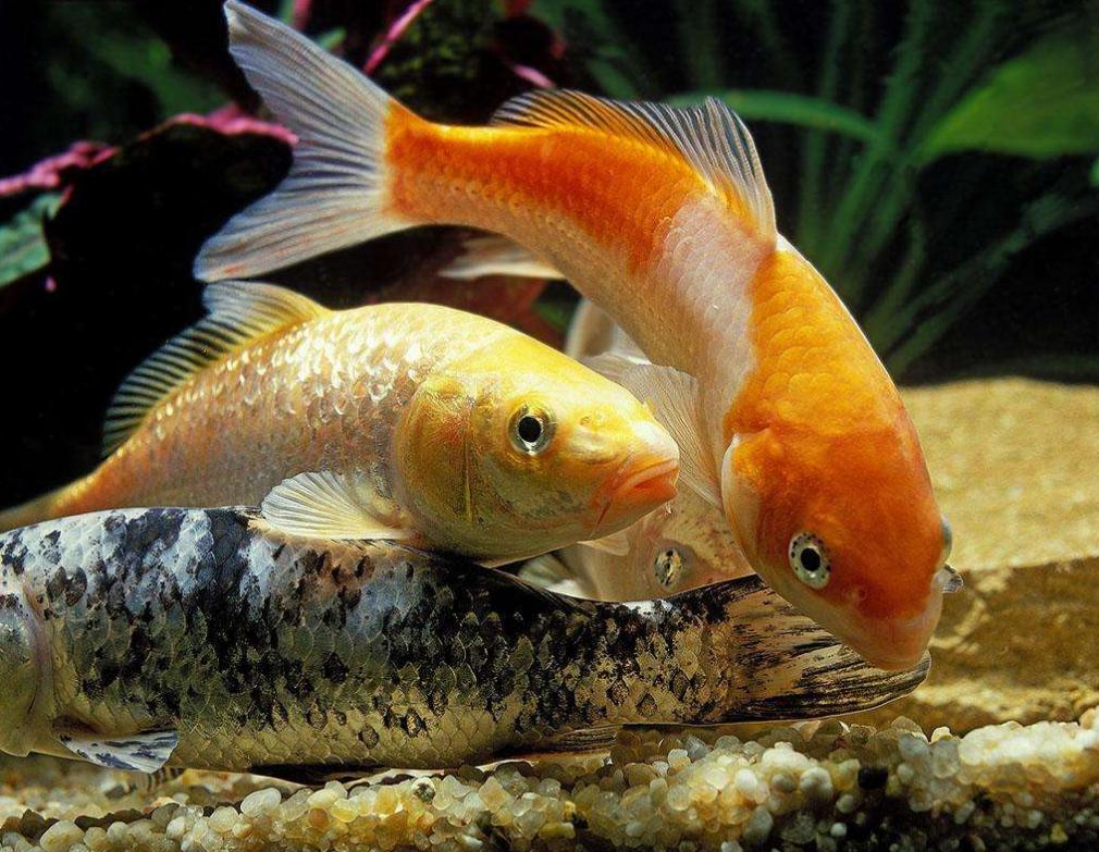 鲤鱼与鲫鱼的区分,怎么区分野生鲤鱼和鲫鱼