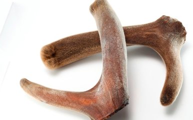 鹿茸的功效与作用禁忌有哪些,鹿茸有什么功效和作用与服用方法