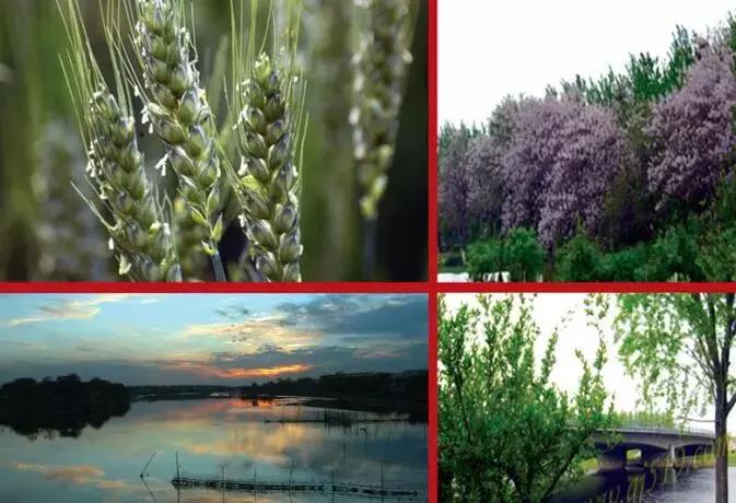 安徽古井镇白酒的特点,为什么古井镇白酒那么出名