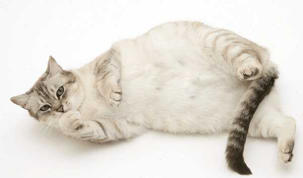 家有孕妇养什么花好,家有孕妇养狗好吗