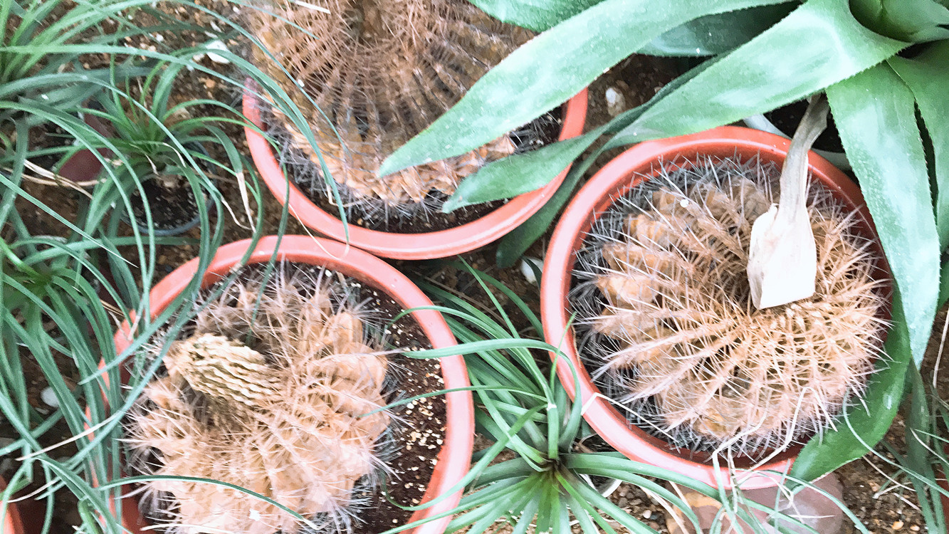 仙人球快枯萎了怎么把它救活,仙人球根全部腐烂了还能救活吗