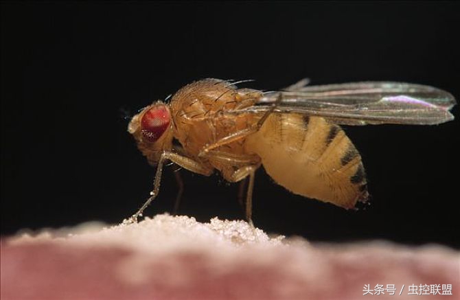 果蝇消灭小妙招家用,果蝇的消灭方法