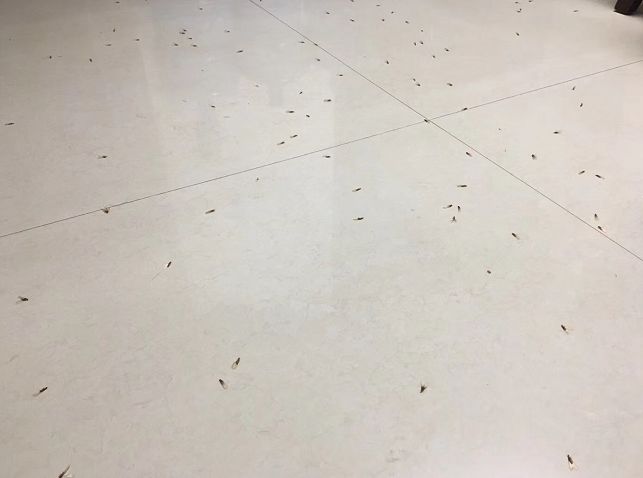 骞夸笢鏆撮洦鑲囧簡闃茬┖璀︽姤,鑲囧簡骞垮畞鏆撮洦琚嚮