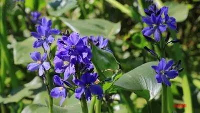 田间杂草及名称图片,地里杂草看不见实拍