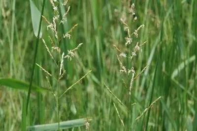 田间杂草及名称图片,草田杂草实图及名称