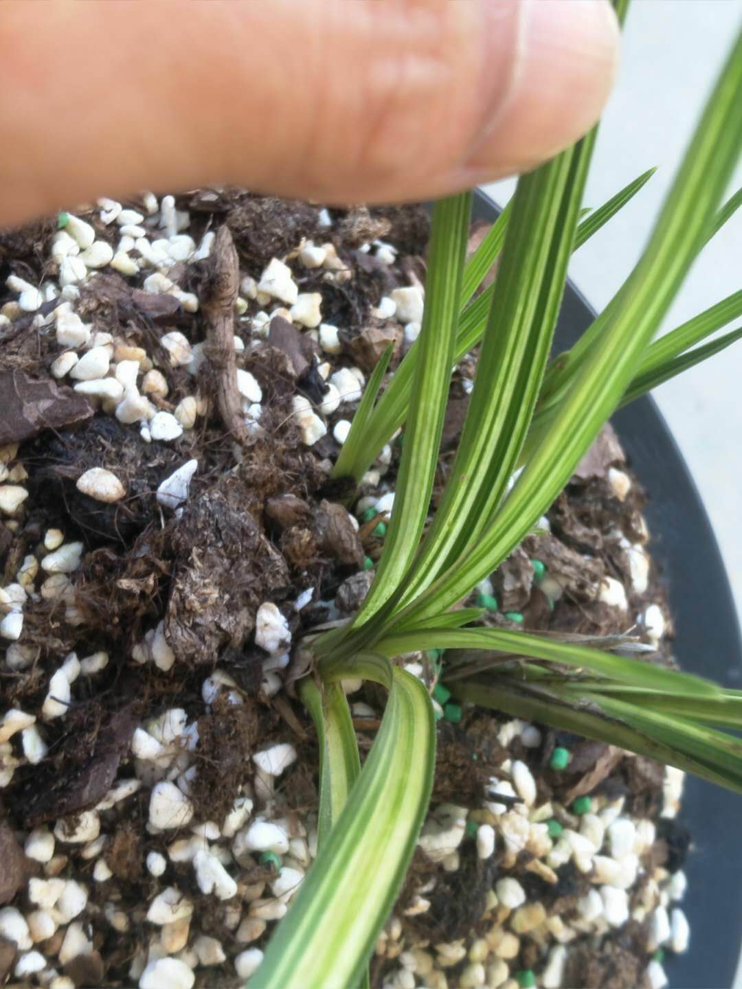 收到100块钱假钱亏了多少,如何区分蕙兰缟艺好坏的方法