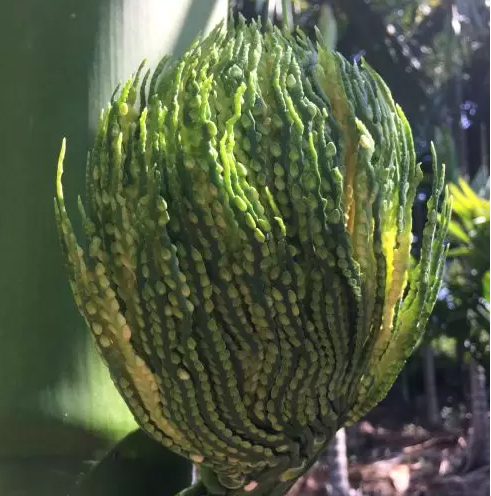 为什么海南人都爱嚼槟榔,海南人吃槟榔和湖南人吃槟榔