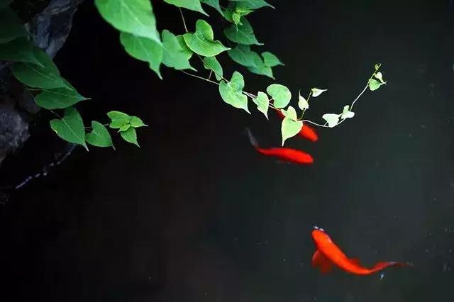 青梅的诗句古诗,青梅古诗其二