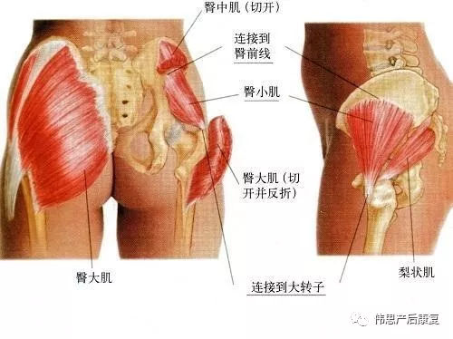 产后翘臀的正确方法,产后蜜糖臀和扁平臀