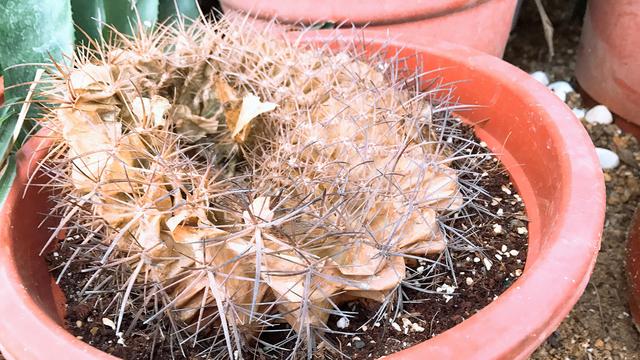 仙人球烂了能救活吗,仙人球枯萎了怎么处理不影响风水