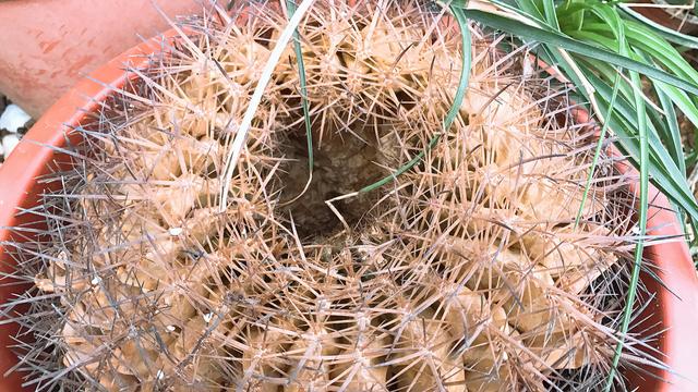 仙人球烂了能救活吗,仙人球枯萎了怎么处理不影响风水