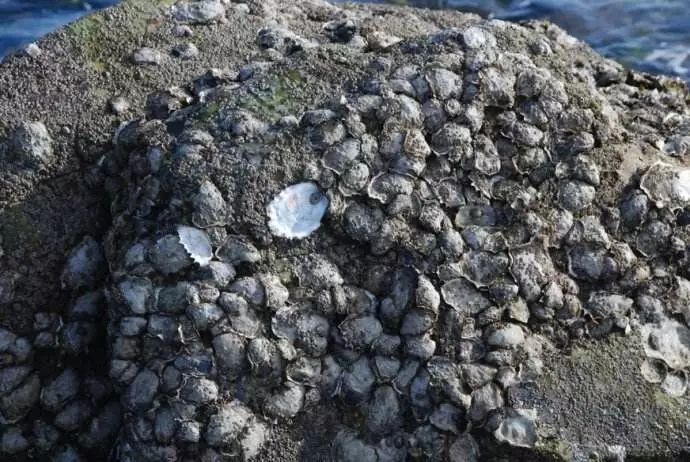 捡海鲜赶海,青岛哪里适合赶海捡海鲜