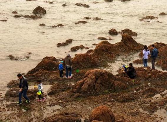 捡海鲜赶海,青岛哪里适合赶海捡海鲜