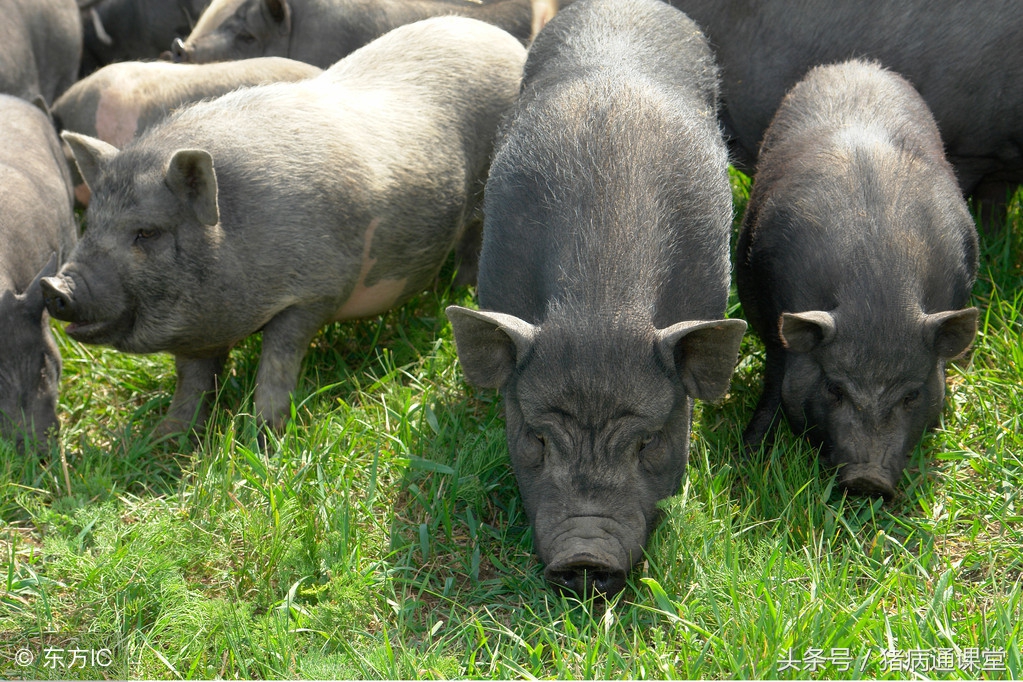 猪氨气中毒的症状,猪重金属中毒症状