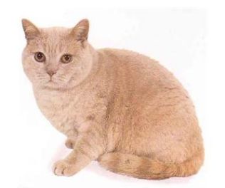 原来不只有相马经，还有《相猫经》，这些猫的名字你听说过吗