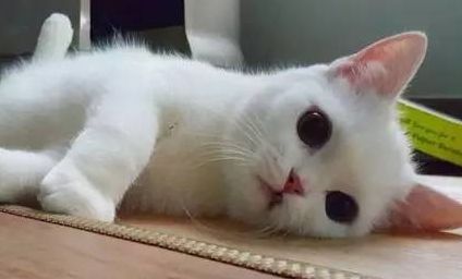 原来不只有相马经，还有《相猫经》，这些猫的名字你听说过吗