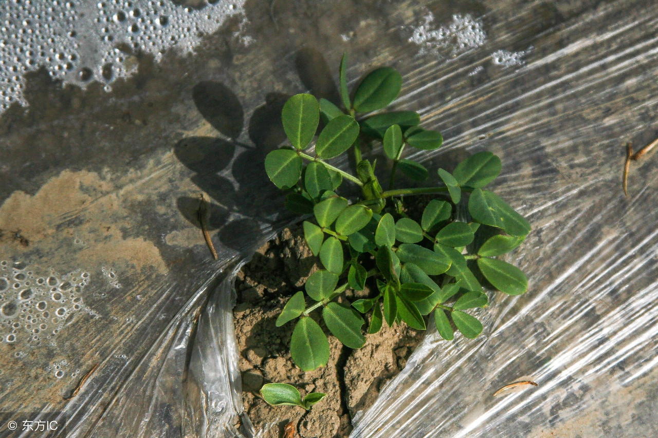 花生出苗喷施什么可以增产,花生后期如何管理才能高产