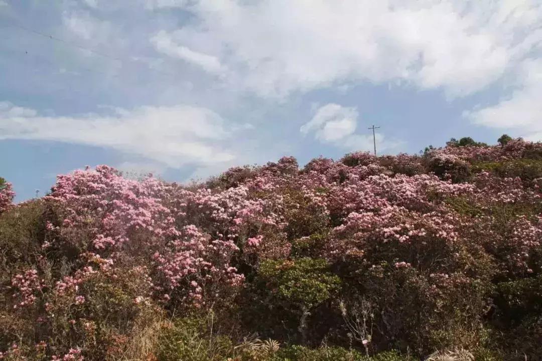 母亲节带老妈来赏花,母亲节带妈妈去公园