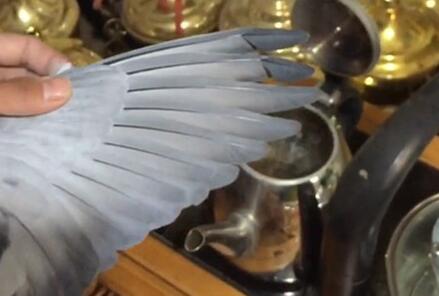 爱鸽翅膀弯曲甚至折断了，你该做什么？