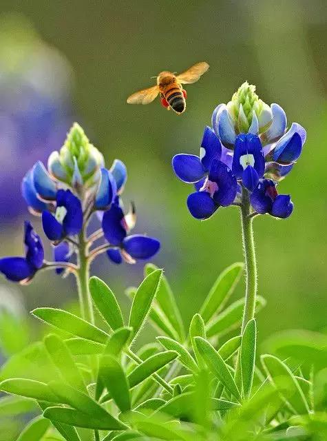 母亲节用花做的母亲节礼物,鲁冰花母亲节祝福